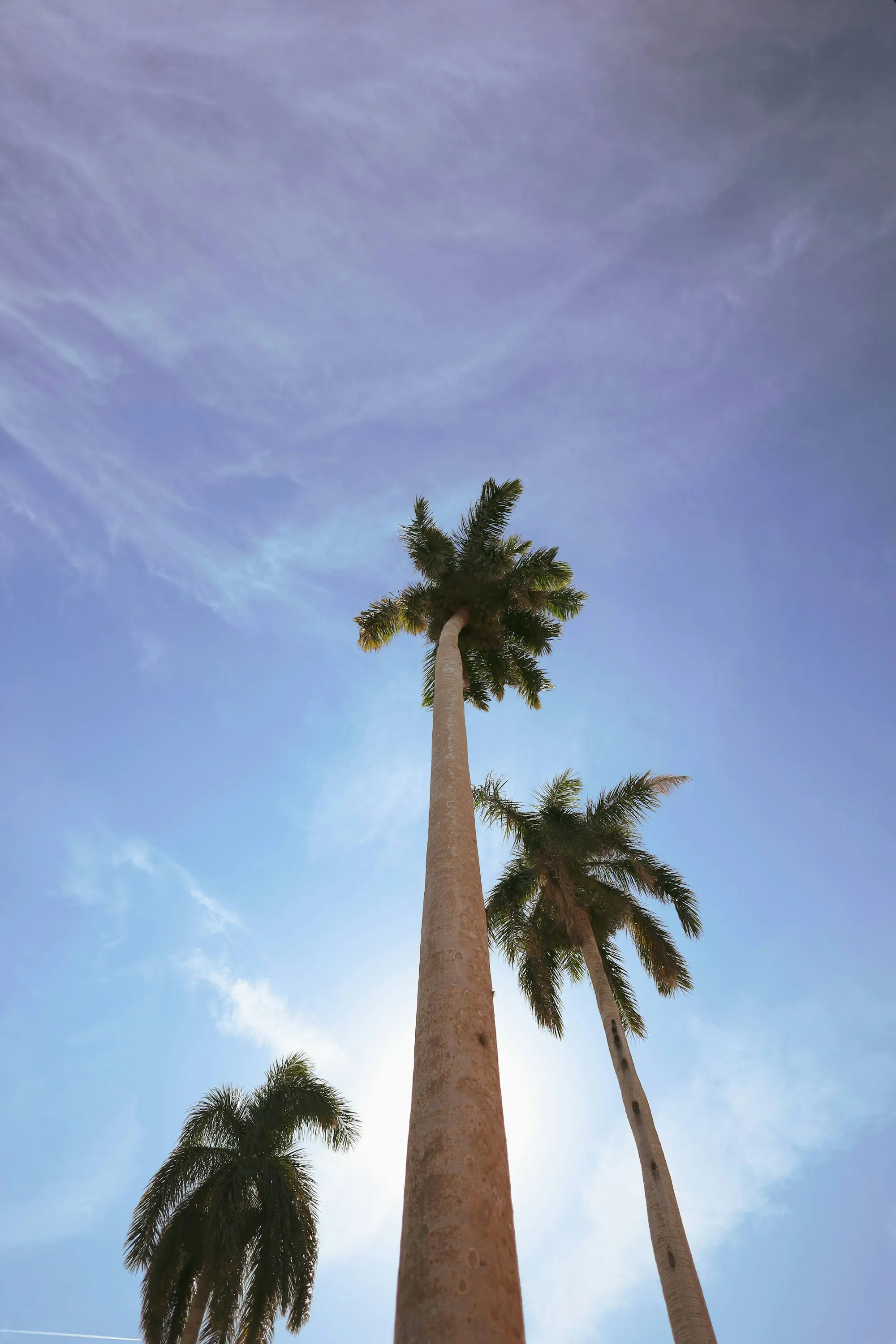 Palm trees against a bright blue sky